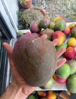 Mango Sale