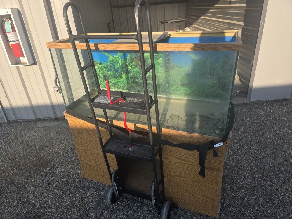 Fish Tank Or Turtle