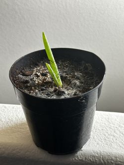 Savila / Aloe Vera 