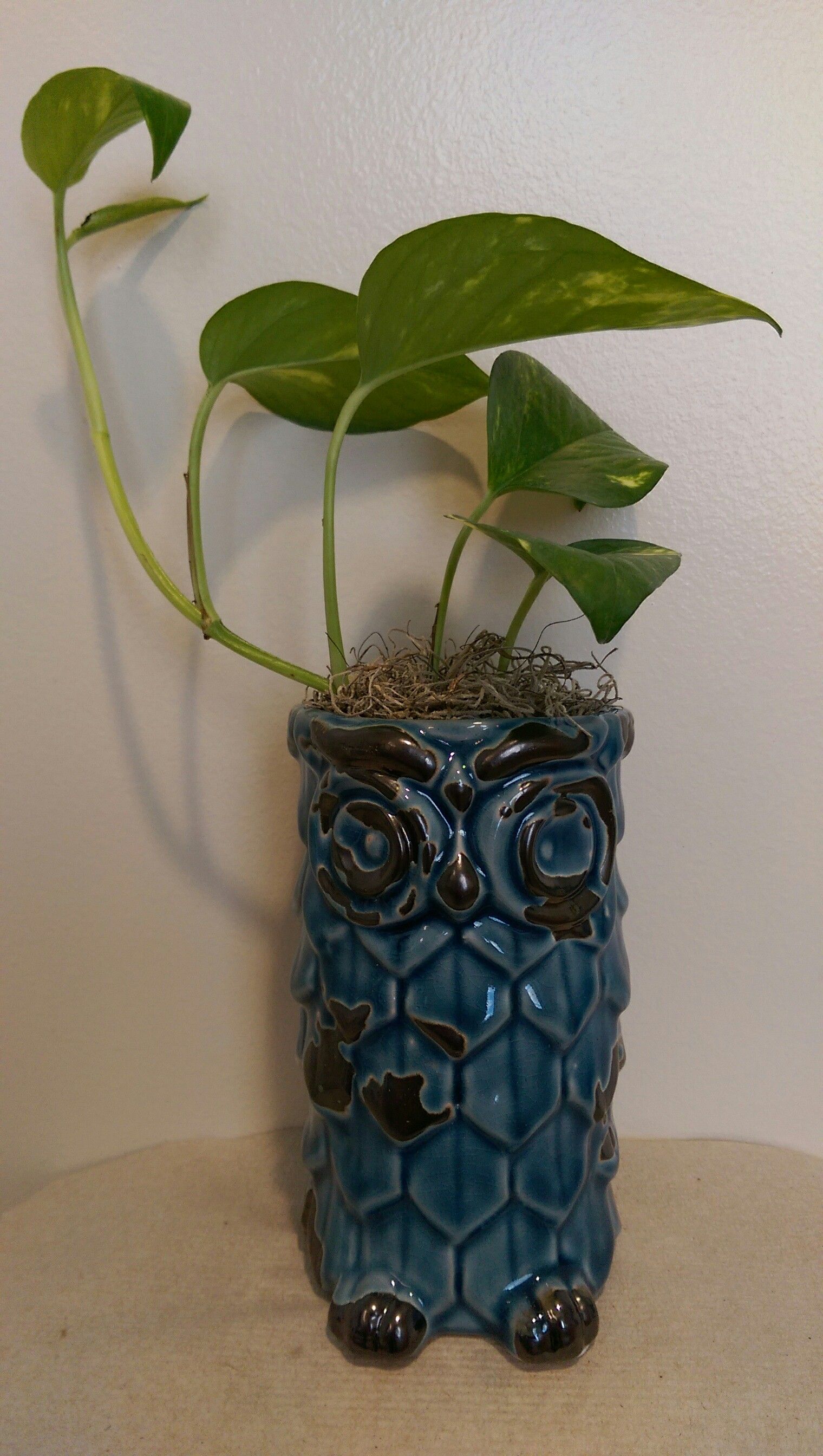 Mothers's Day Air Cleaning Vine Plant In Owl Ceramic Planter