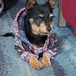 Baja Hoodie For Small Dog