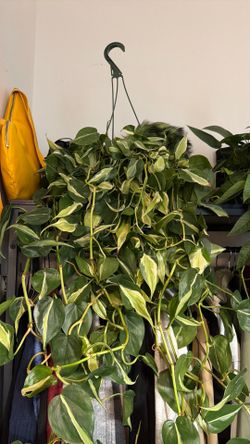 Philodendron silver stipe