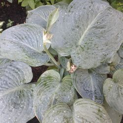 Hostas 