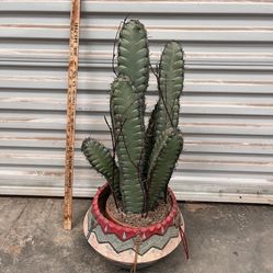 South Western Pot With Plant