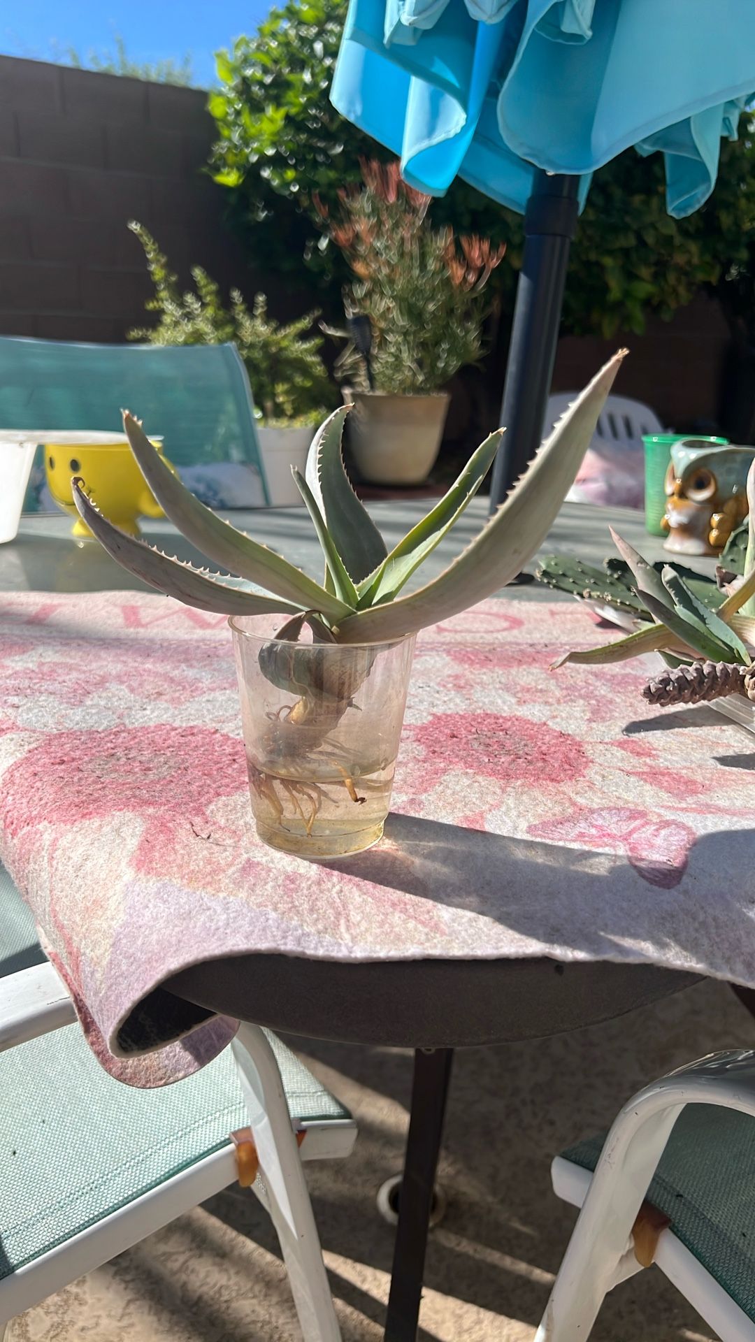 Ghost. Agave. Cactus/ Succulent