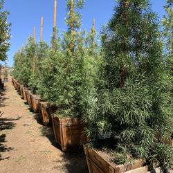 Podocarpus Glacilior Fern Pine , Hedge And Privacy 24” Box 