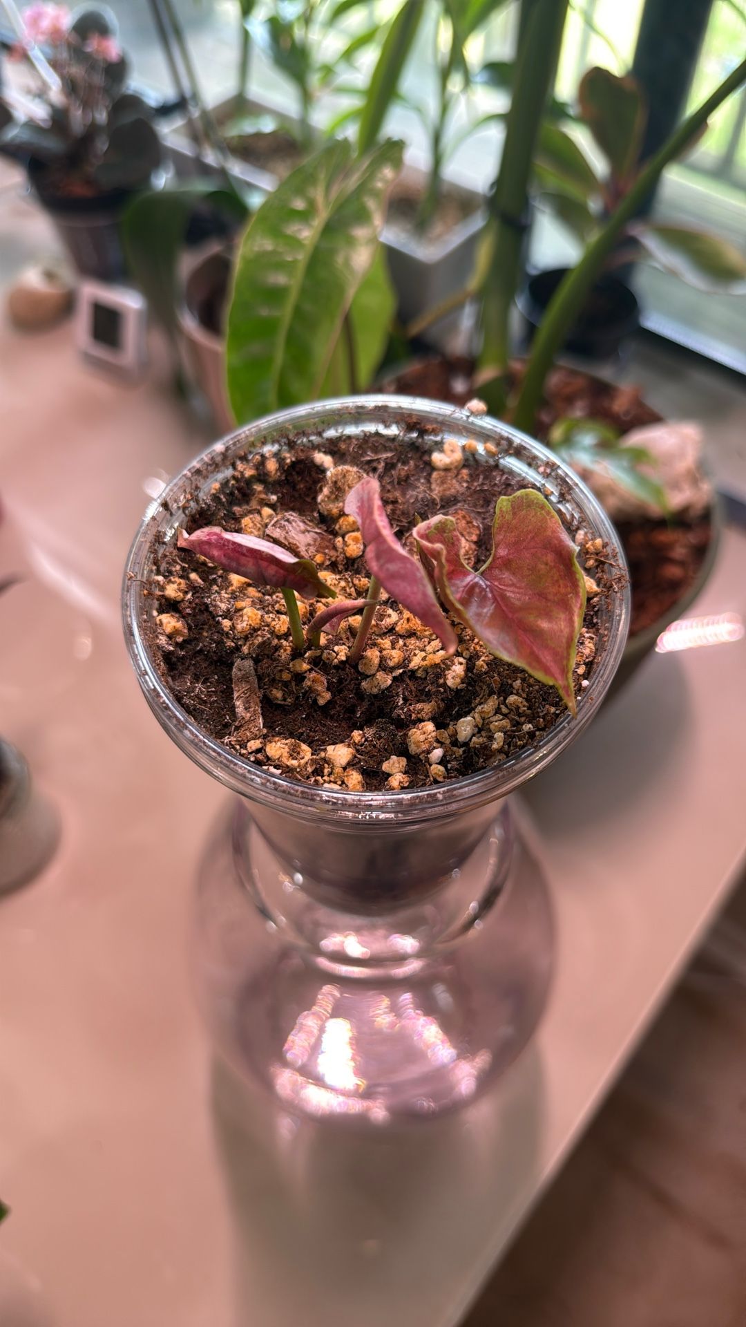 Syngonium Strawberry Ice Galaxy (Plant Trades!)