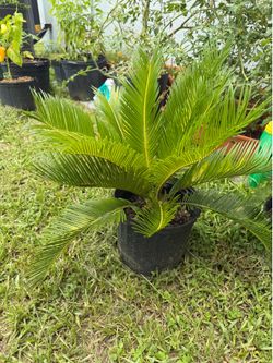 Sago palm
