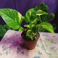 Golden Pothos 