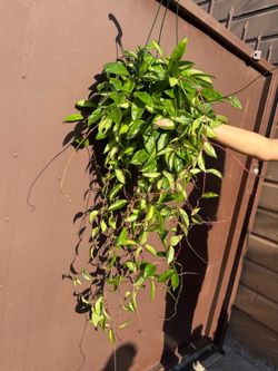 6” hoya princess XL