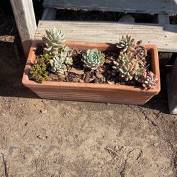 Succulents Arrangement 