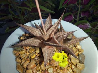 Haworthia ' Venosa tessellata '