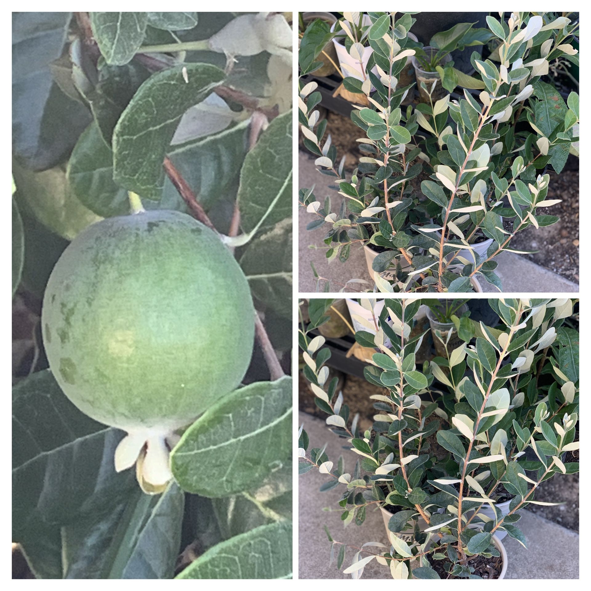$25 Each Feijoa Sellowiana Pineapple Guava Live Fruit Tree Plant Bush Shrub in 1 gallon pot