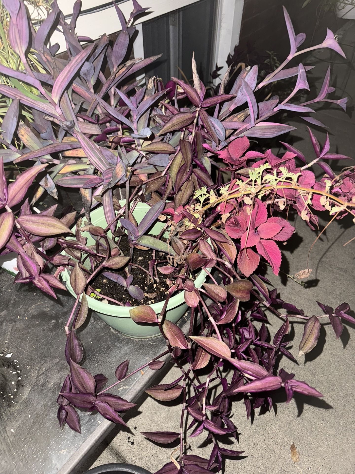 Tradescantia ( Wandering Dude) Purple And Zebra