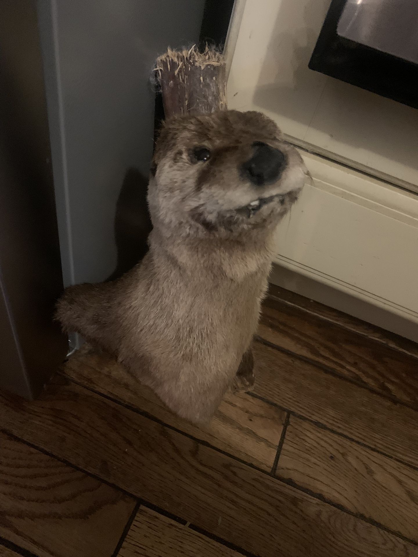 Taxidermy Otter Head!! $250 Obo!