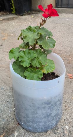 Red Geranium Plant