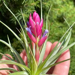 Air Plants w/ Pink & Purple Flowers - "Tillandsia Stricta" 🪷 🌿