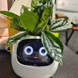 Emotional green plant ornaments birthday gifts for girls creative and practical boys give boyfriends and girlfriends high-end