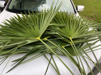 Palm leaves for decoration