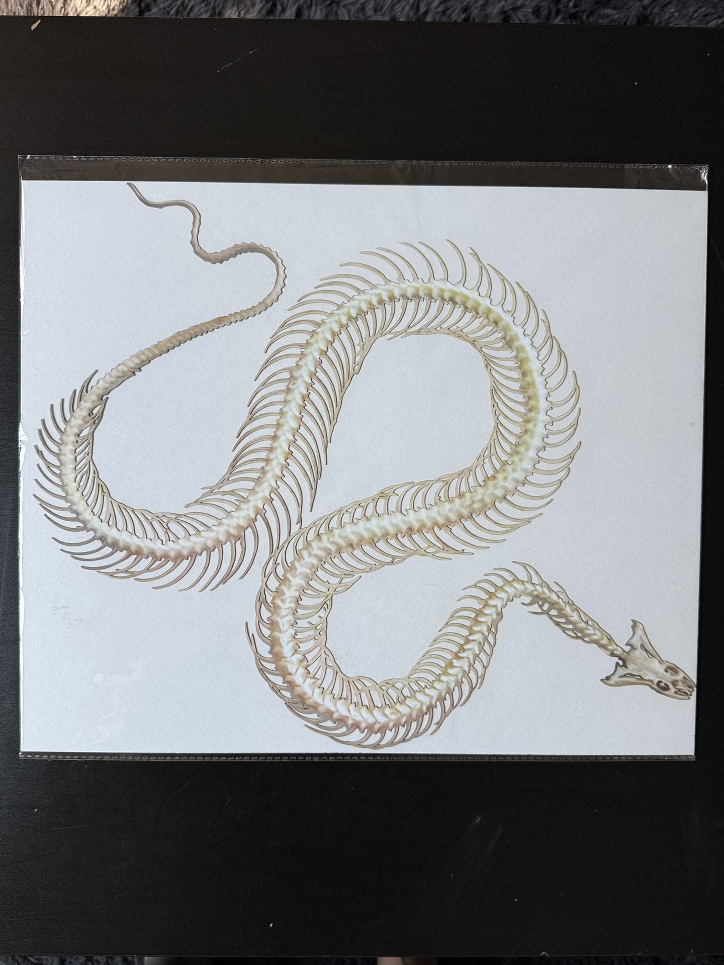 Paper Snake Skeleton