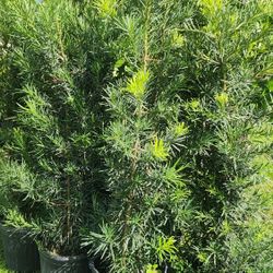 Beautiful Podocarpus Plants For Inmediate Privacy!!! About 6 Feet Tall!!! Best Quality 