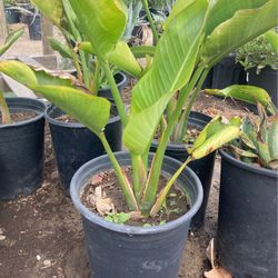 Birds of paradise Plants 