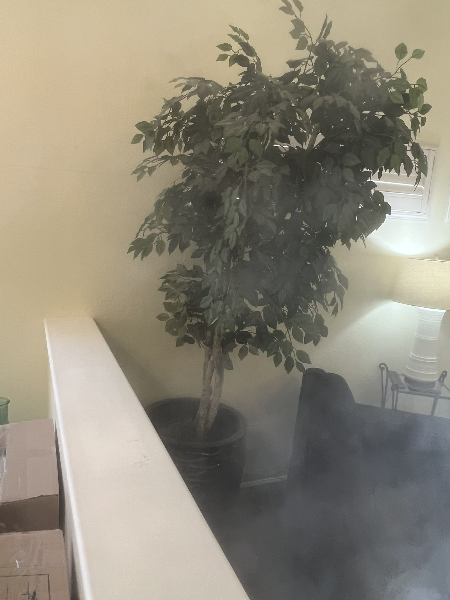 Silk Ficus Tree