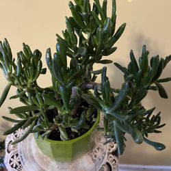 🐉Ogres Ears Plant🐉