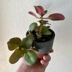 Fairy Crassula Succulent 