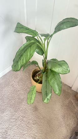 Silver Bay Aglaonema (Chinese Evergreen)