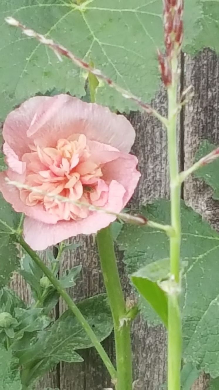 Hollyhock. Summer carnival mxed