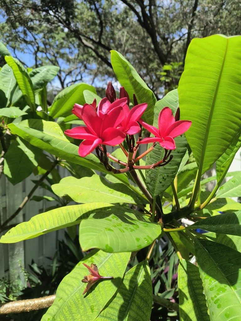 Dragon's Blood Plumeria Cuttings (Frangipane)