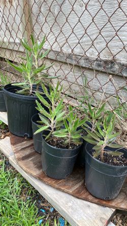 Plantas de calanchoe