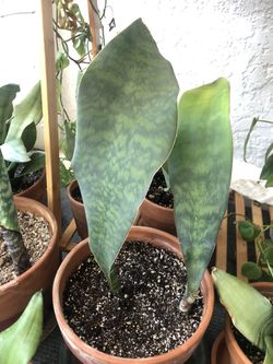 Sansevieria Whale Fin