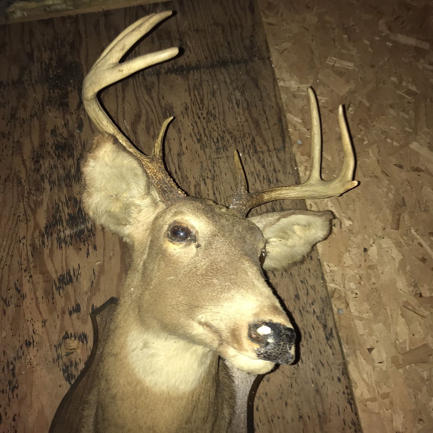 Beautiful 8 Point Buck Mount