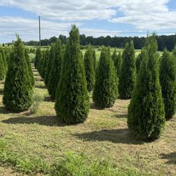 Privacy Trees For Sale! Free Delivery  