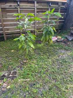 Mango Trees 5 Feet