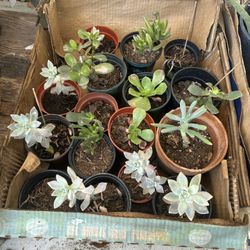 Succulent Plants $3 Each 