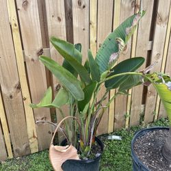 Plants