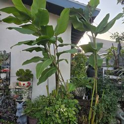 Giant Calla Lily Bulbs