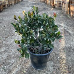 Rhaphiolepis Pink Lady