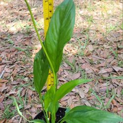 Peace Lily ( Include Picture With Information)