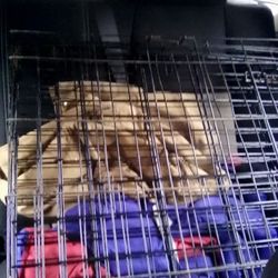 Nice Fold Down And Up Dog Cage