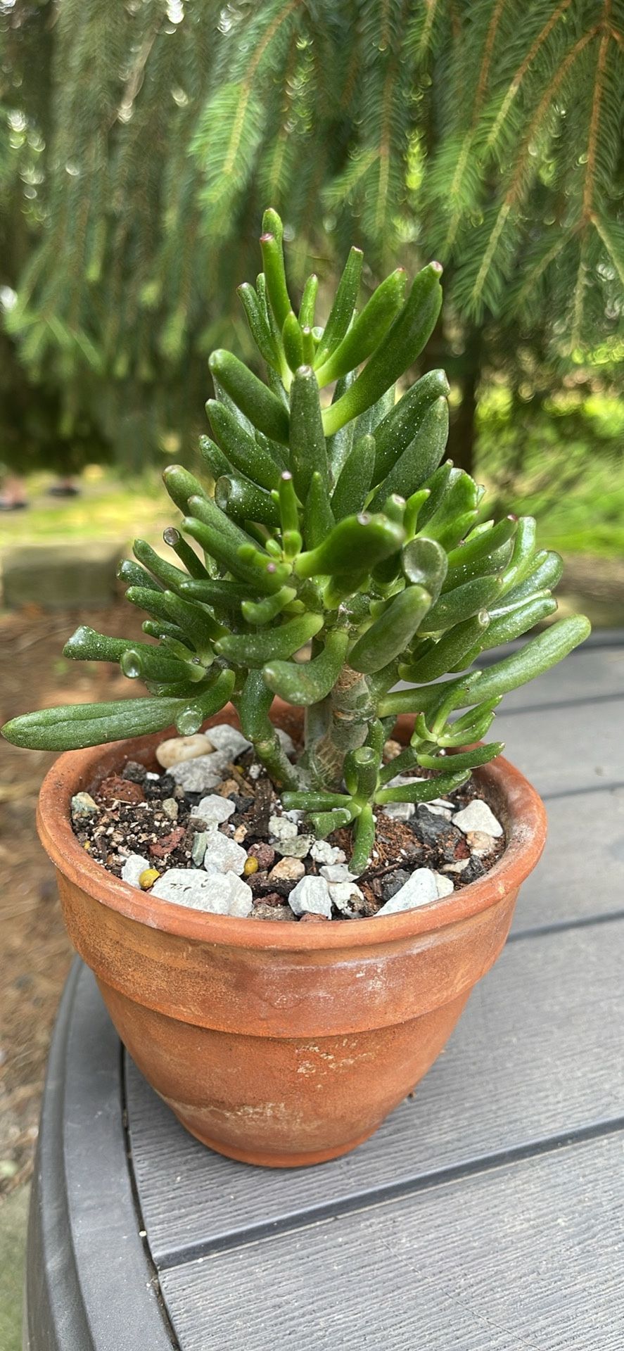 Jade