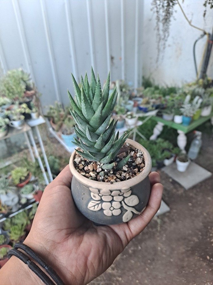 Haworthia Succulent Plant