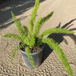 Foxtail Fern