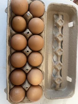 Fresh Eggs 🥚 