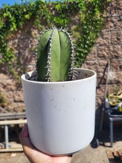 mexican fence post cactus