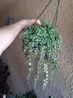 Strings of Turtles 🐢 Plant $35