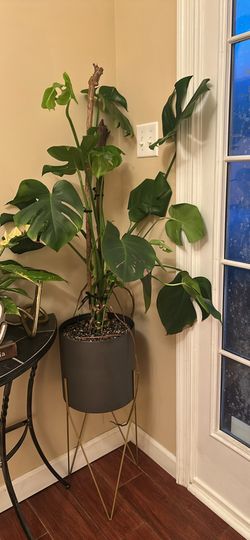 Large Monstera 